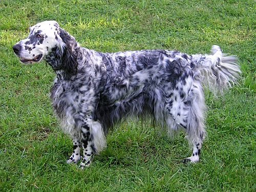 Engelsk setter
